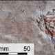 The full fossil, with the body of the squid (left) and its arms wrapped around the fish (right).